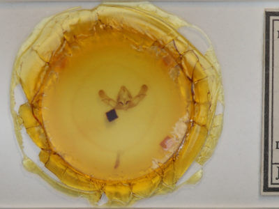 slide view of adult Platypolia mactata