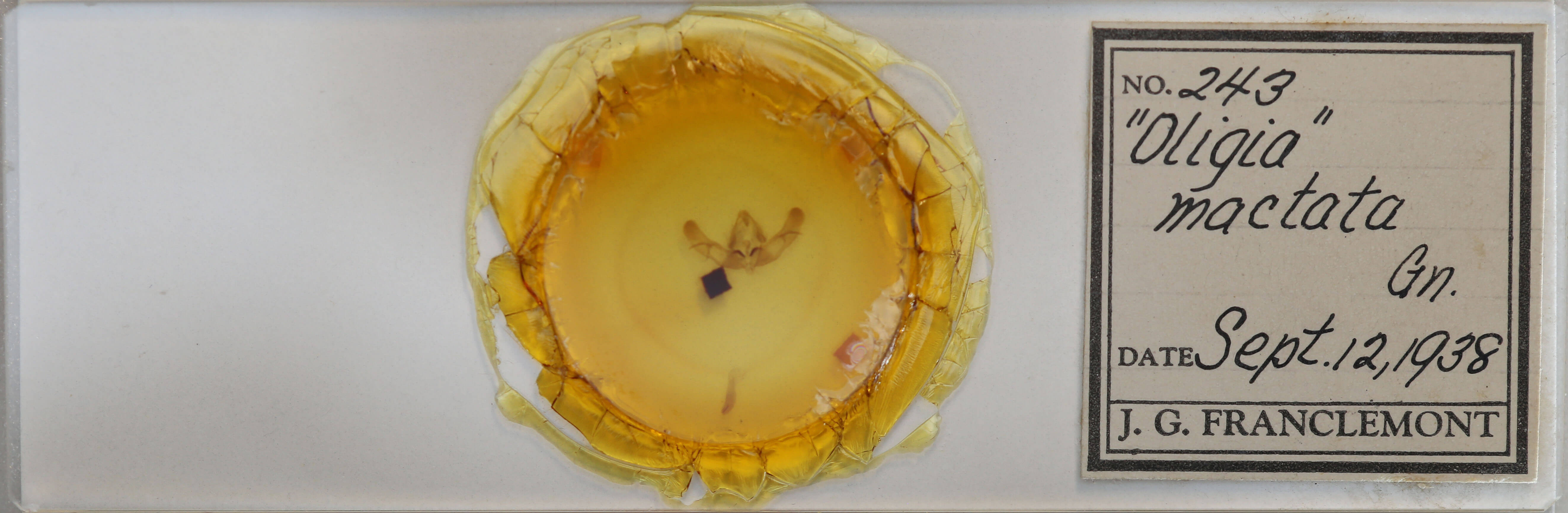 slide view of adult Platypolia mactata