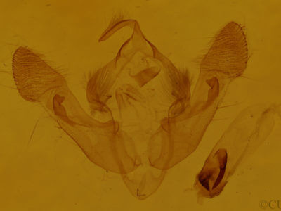 genitalia view of adult Oligia minuscula