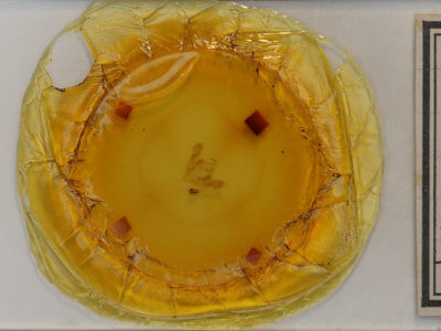 slide view of adult Oligia minuscula