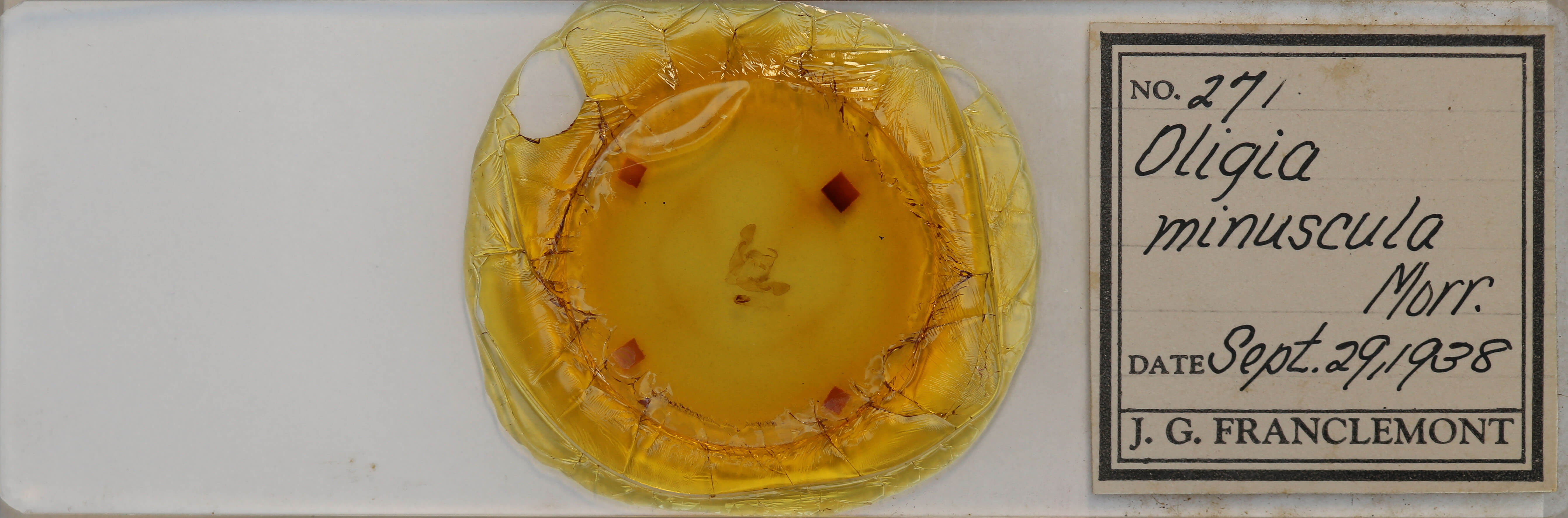 slide view of adult Oligia minuscula