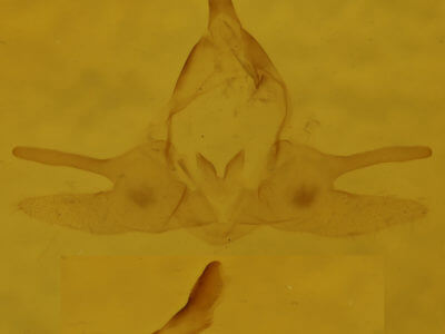 genitalia view of adult Orgyia definita