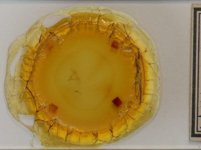 slide view of adult Orgyia definita