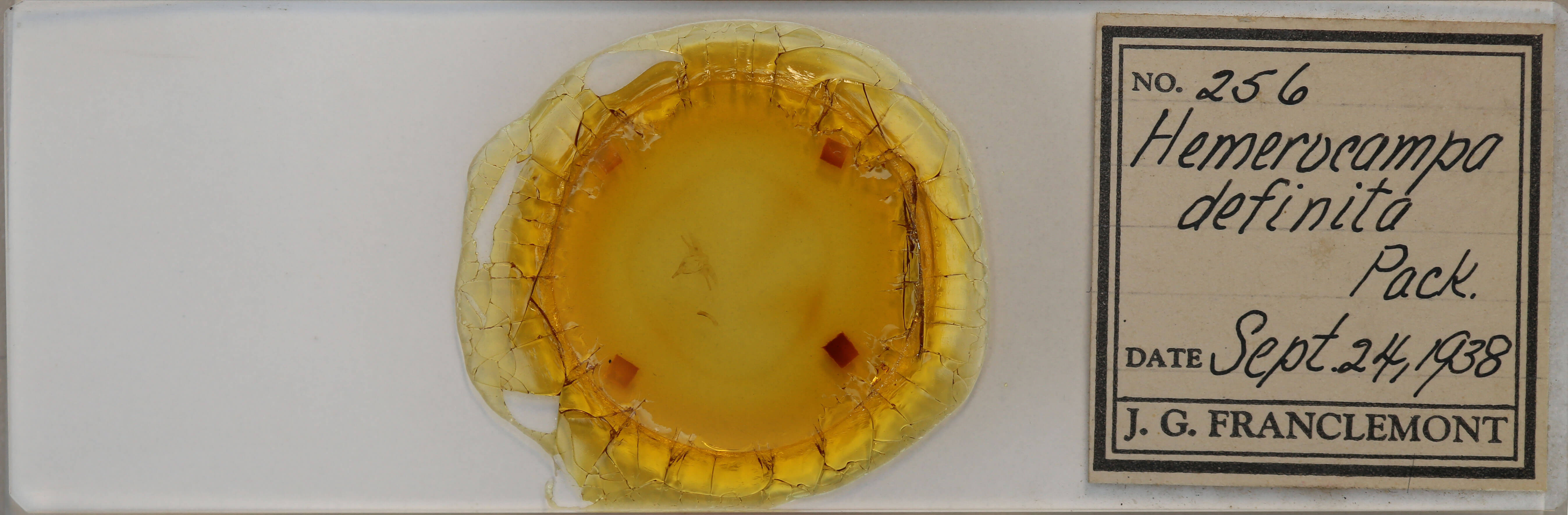 slide view of adult Orgyia definita