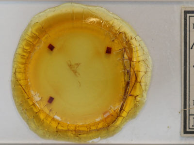 slide view of adult Orgyia leucostigma