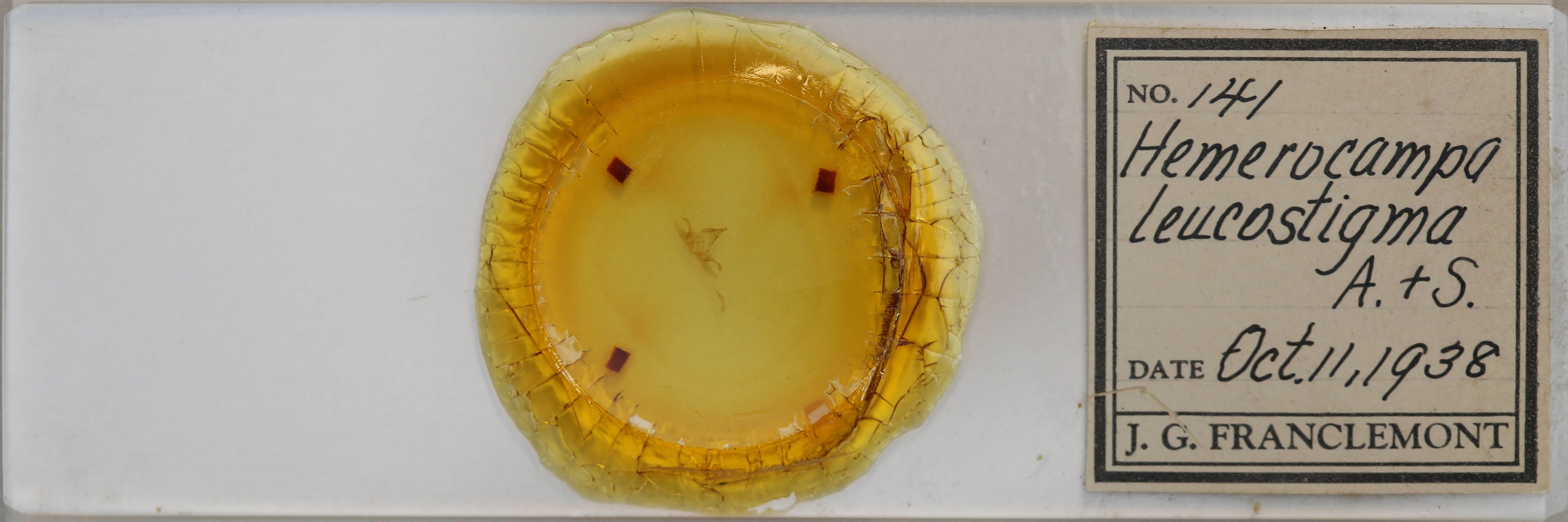 slide view of adult Orgyia leucostigma