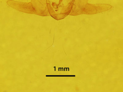 genitalia view of adult Orgyia leucostigma