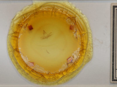 slide view of adult Orgyia leucostigma