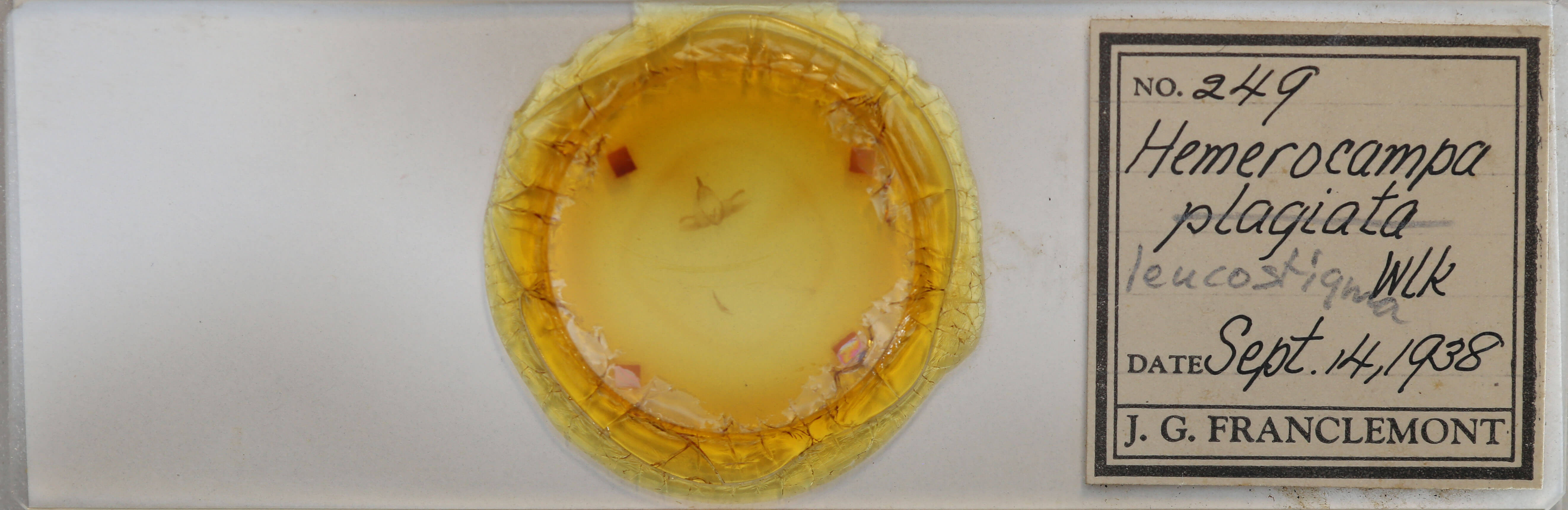 slide view of adult Orgyia leucostigma