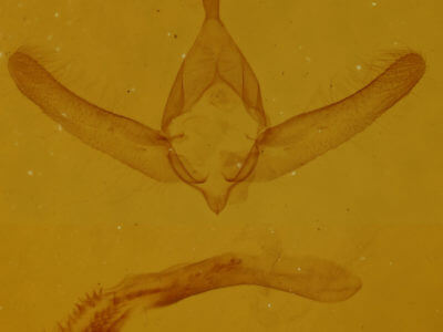 genitalia view of adult Oxycnemis fusimacula