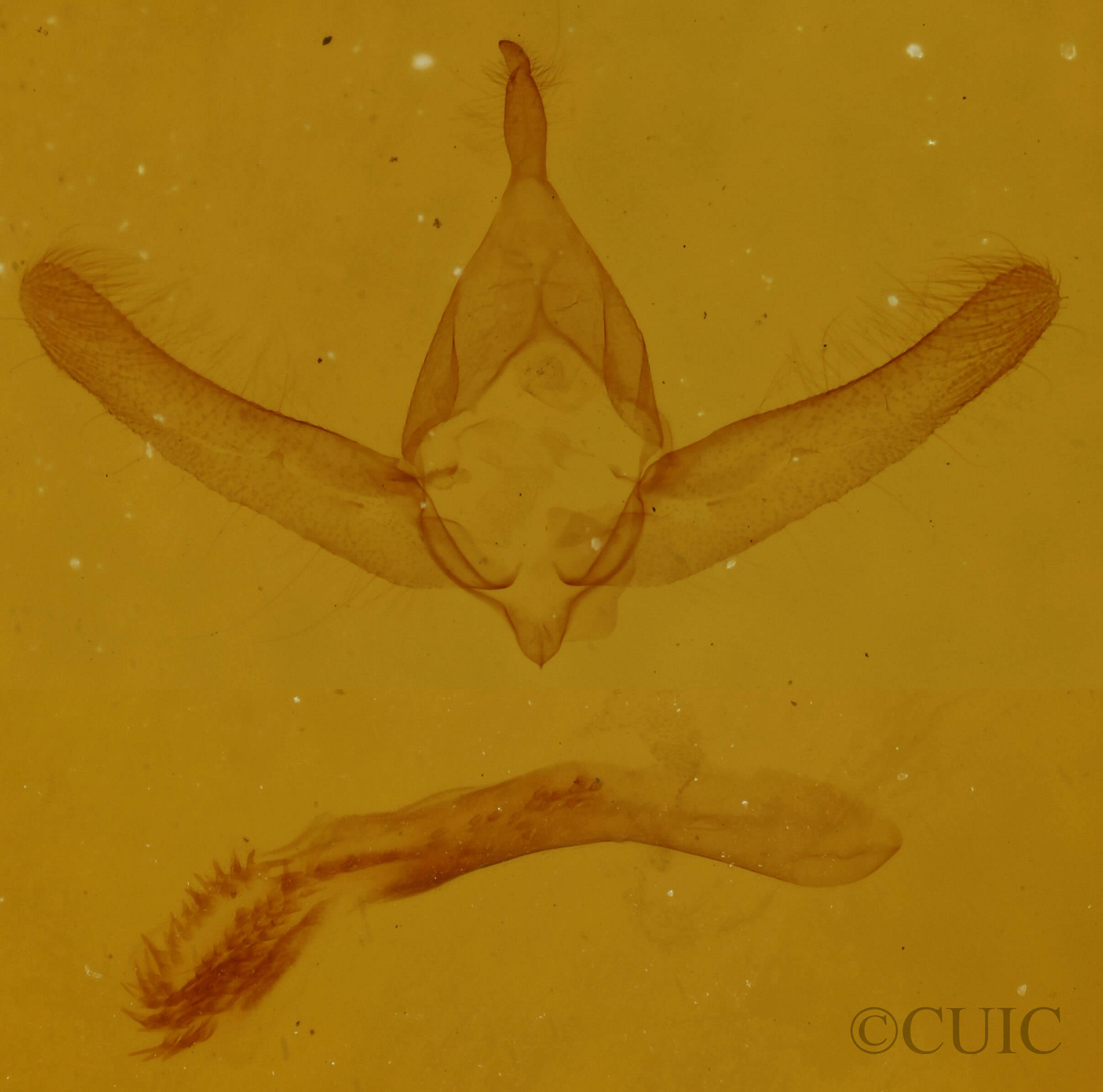 genitalia view of adult Oxycnemis fusimacula