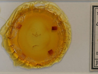 slide view of adult Oxycnemis fusimacula