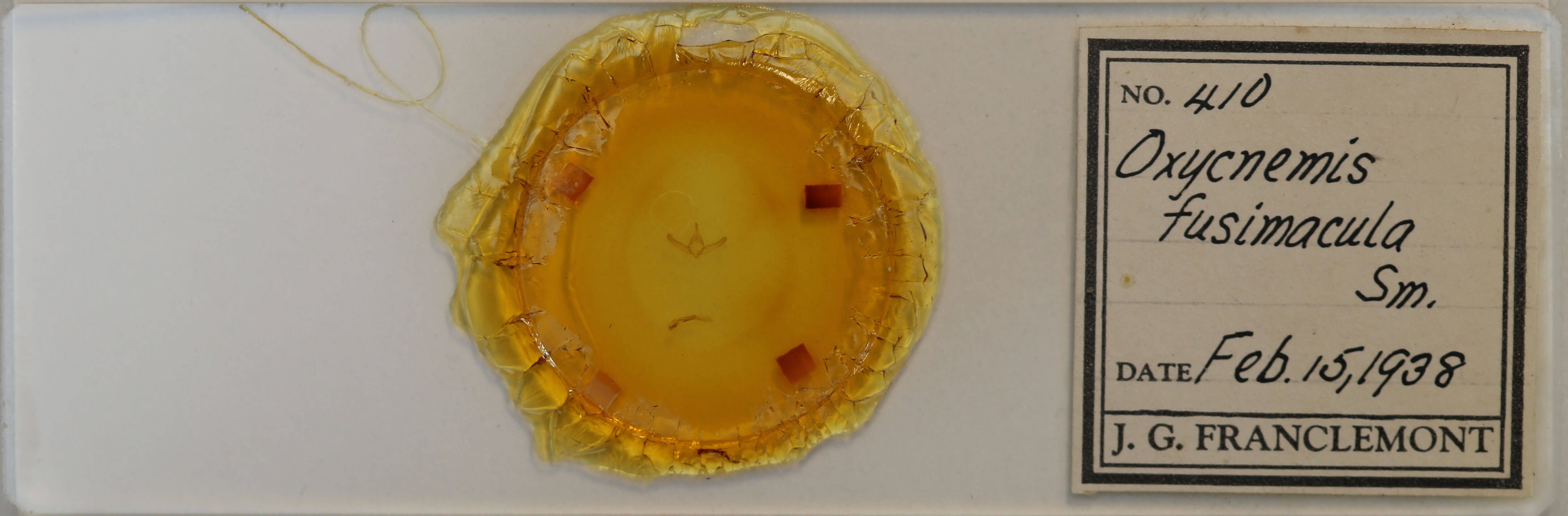 slide view of adult Oxycnemis fusimacula