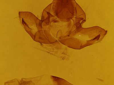 genitalia view of adult Pseudopanthea palata