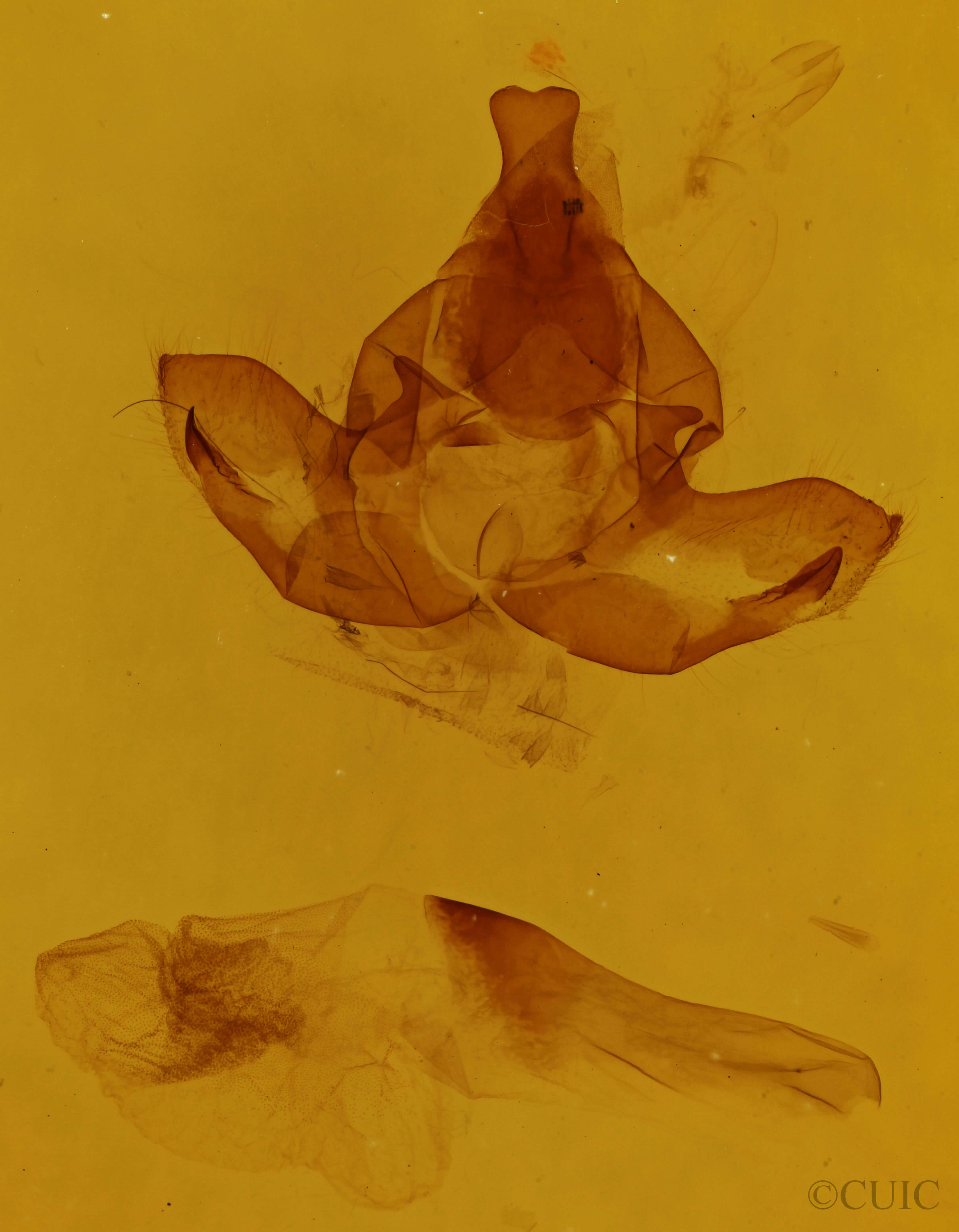 genitalia view of adult Pseudopanthea palata