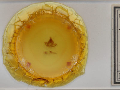 slide view of adult Pseudopanthea palata