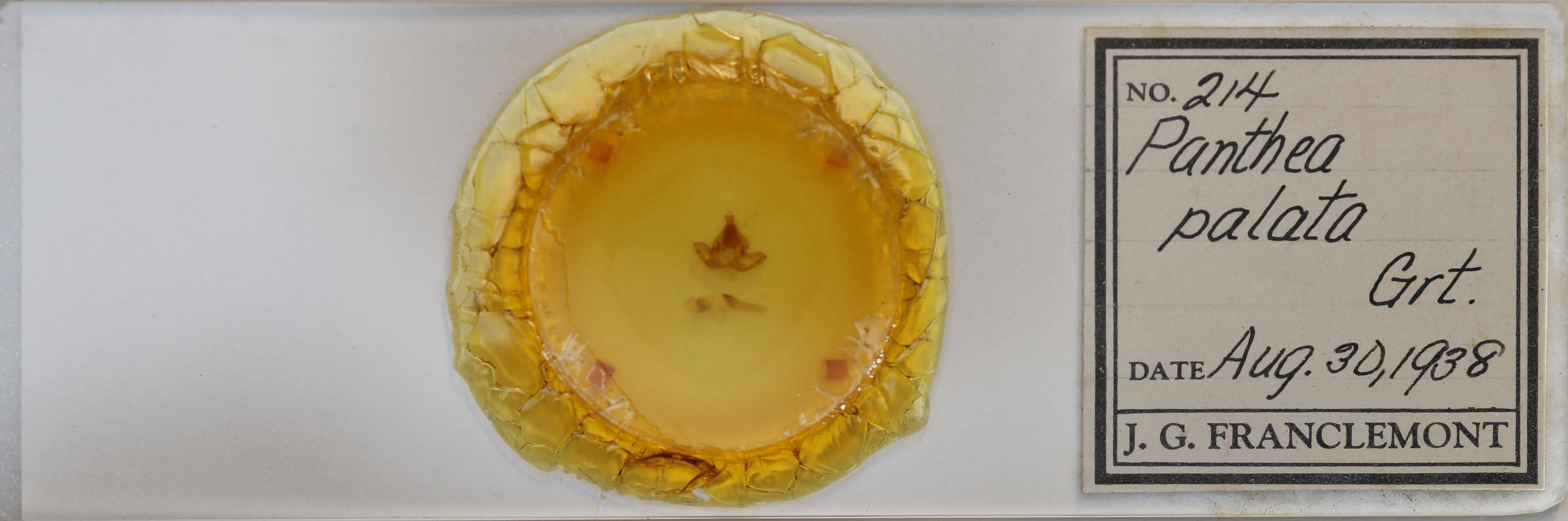 slide view of adult Pseudopanthea palata