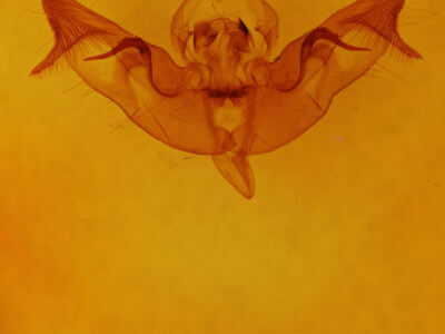 slide view of adult Papaipema cataphracta