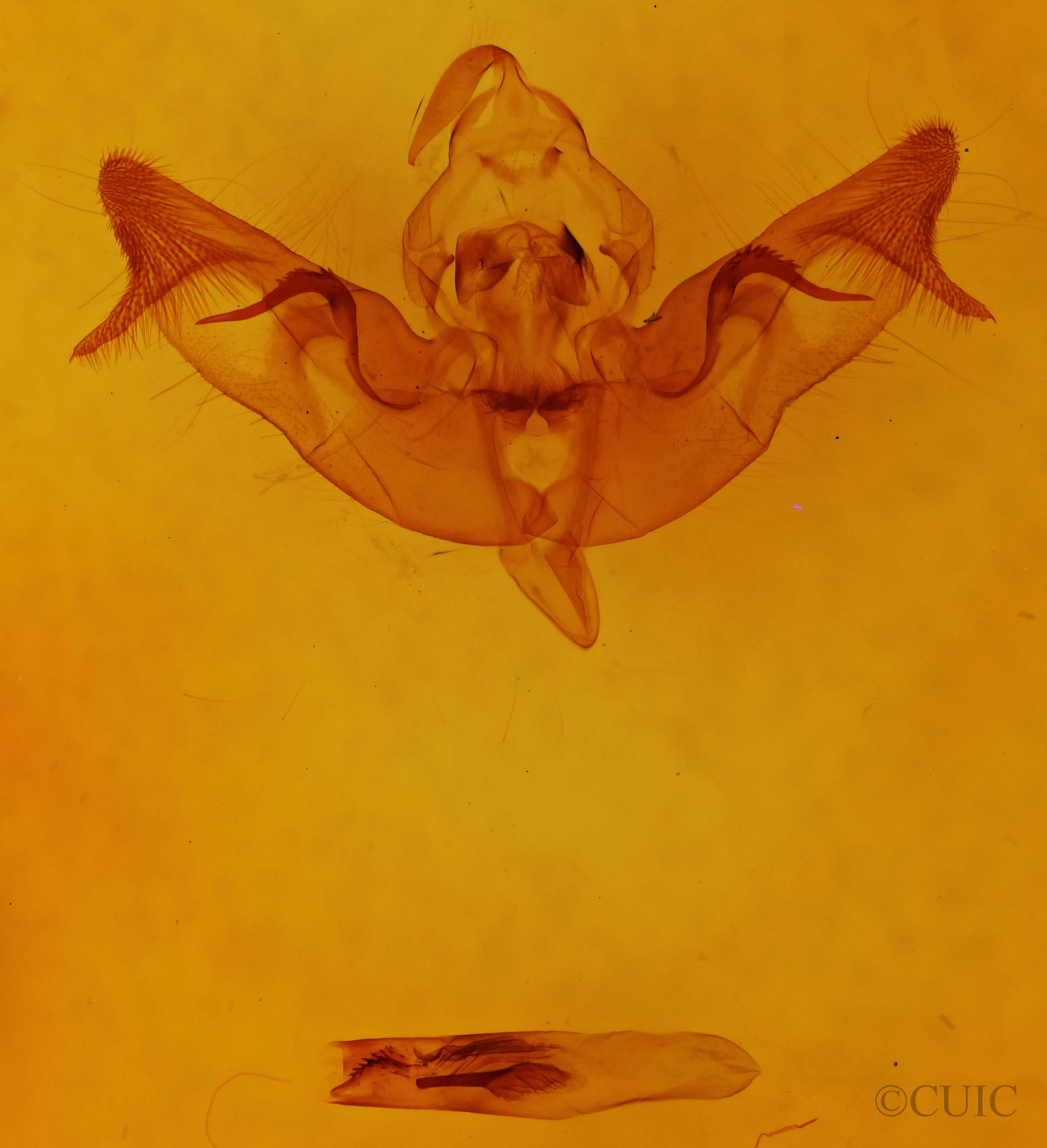 slide view of adult Papaipema cataphracta