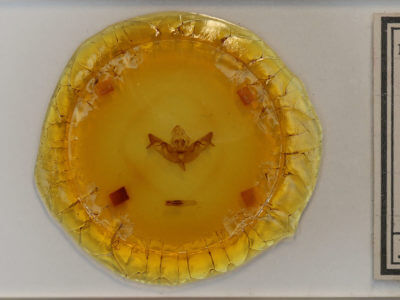 genitalia view of adult Papaipema cataphracta