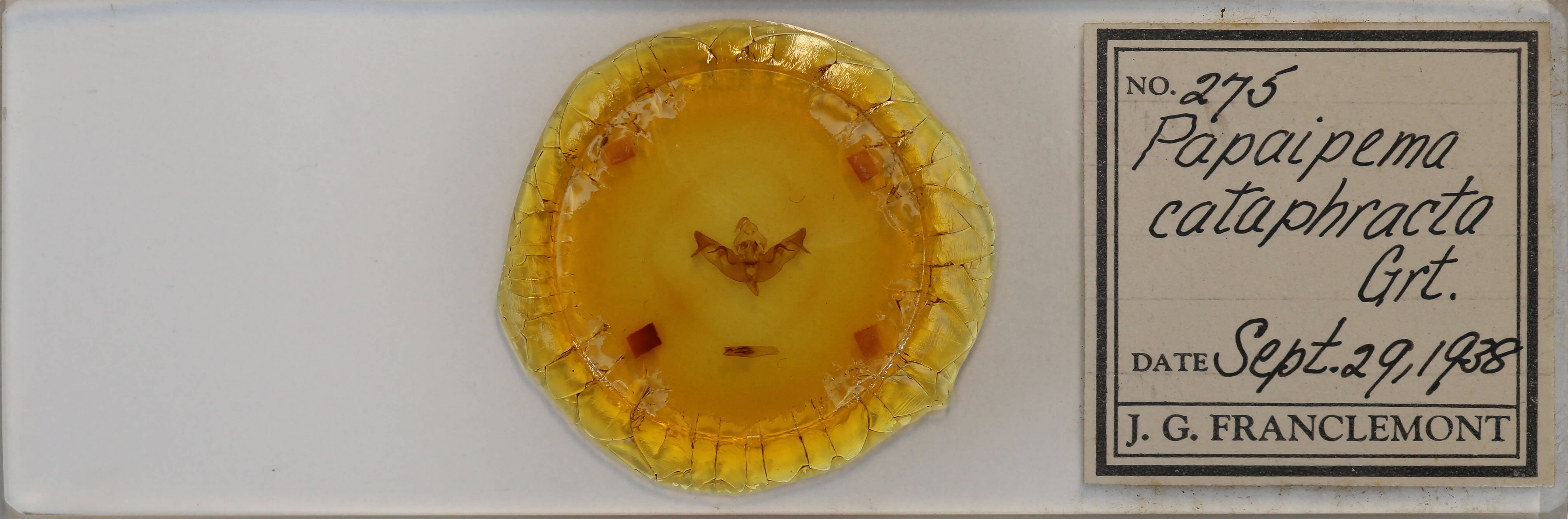 genitalia view of adult Papaipema cataphracta