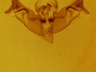 genitalia view of adult Papaipema inquaesita