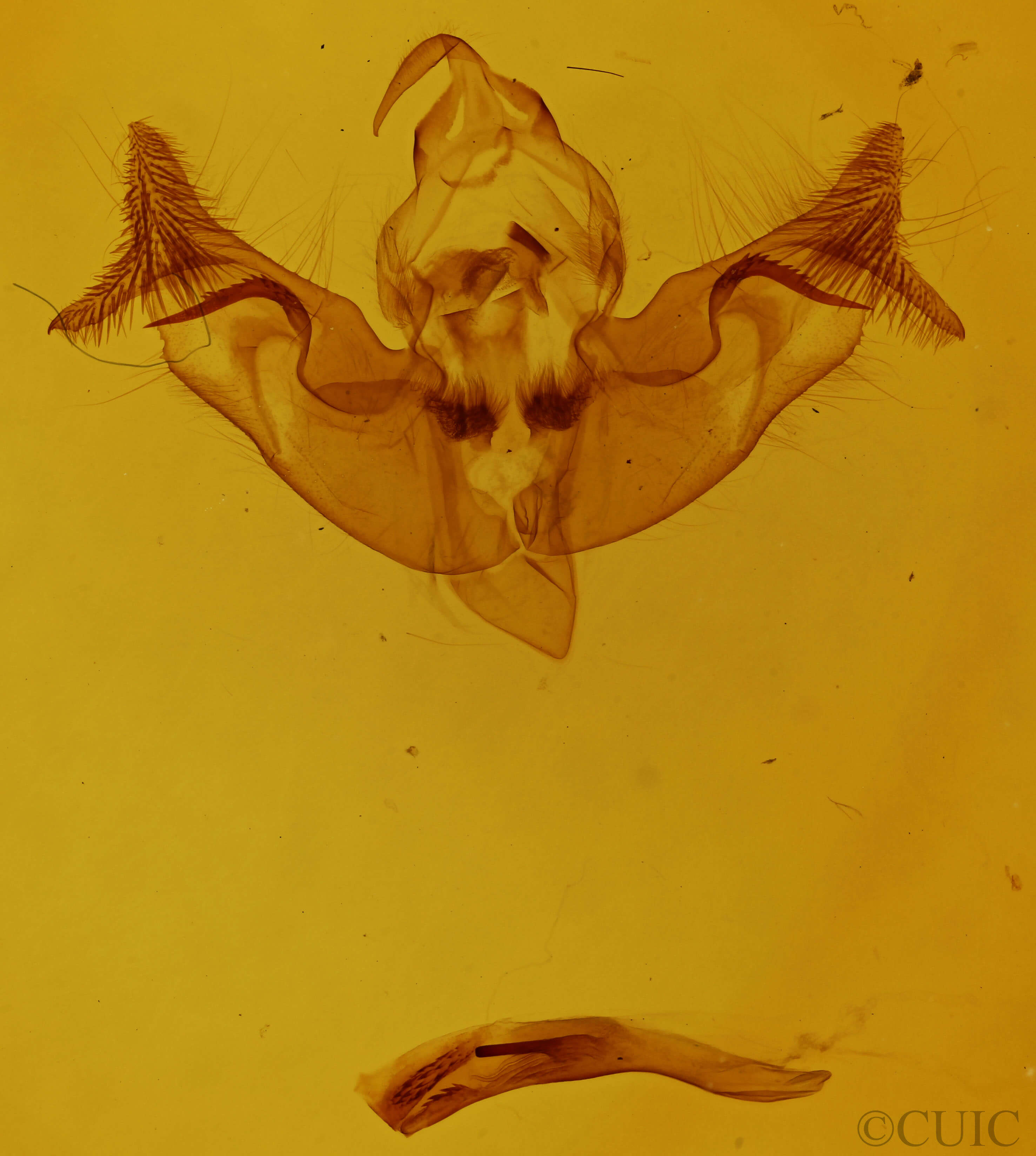 genitalia view of adult Papaipema inquaesita