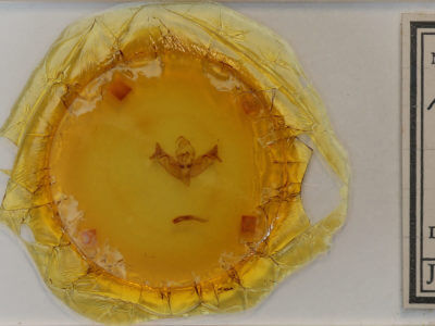 slide view of adult Papaipema inquaesita