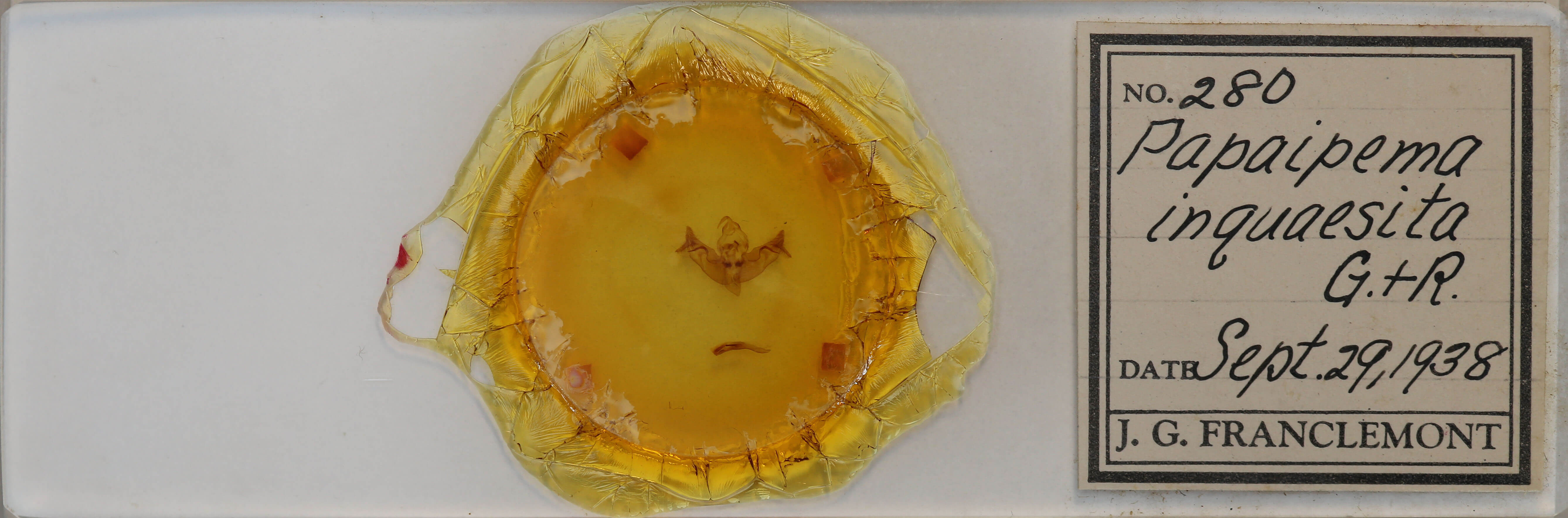 slide view of adult Papaipema inquaesita