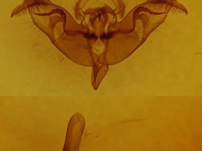 genitalia view of adult Papaipema pterisii