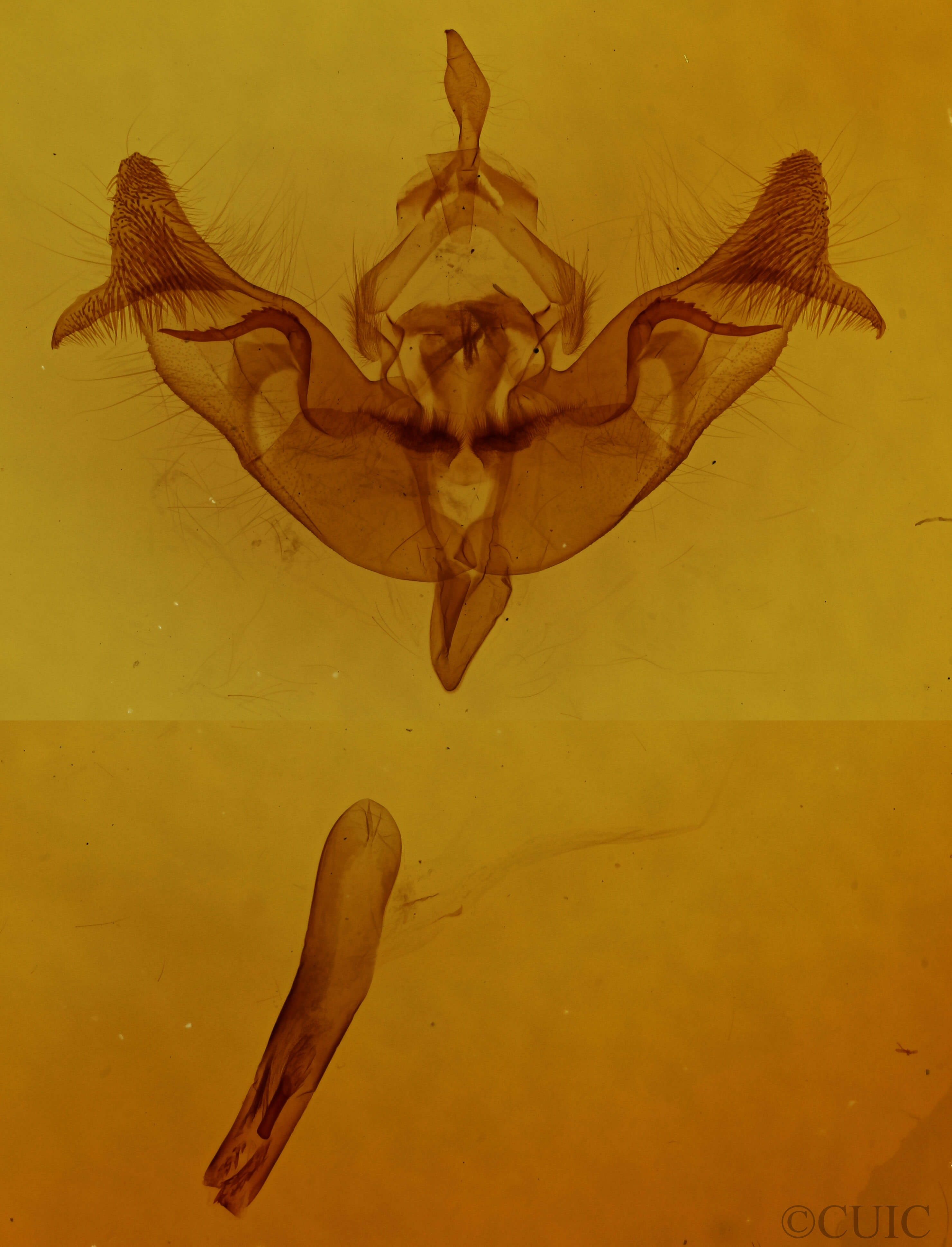 genitalia view of adult Papaipema pterisii