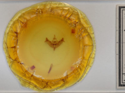 slide view of adult Papaipema pterisii