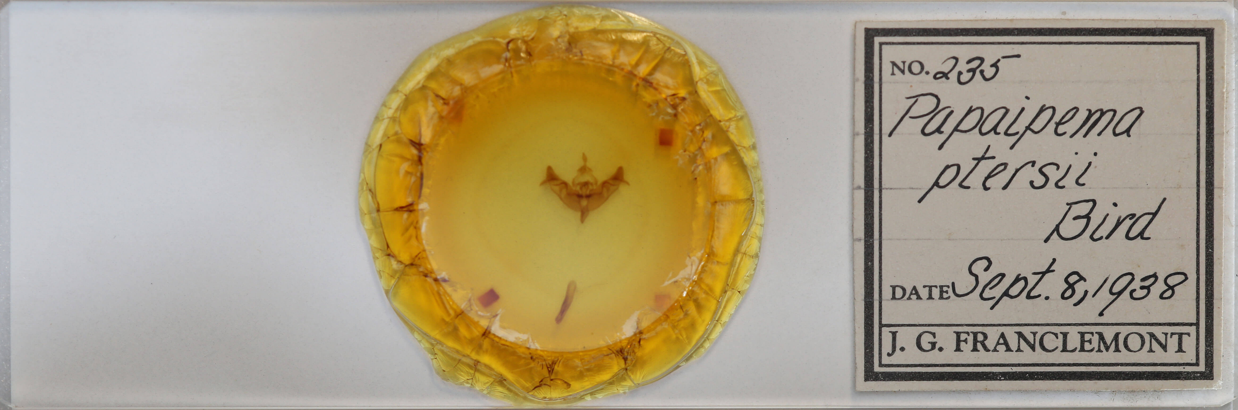 slide view of adult Papaipema pterisii