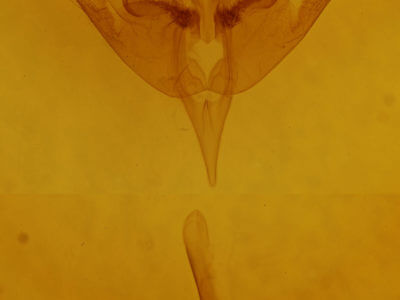 genitalia view of adult Papaipema rigida