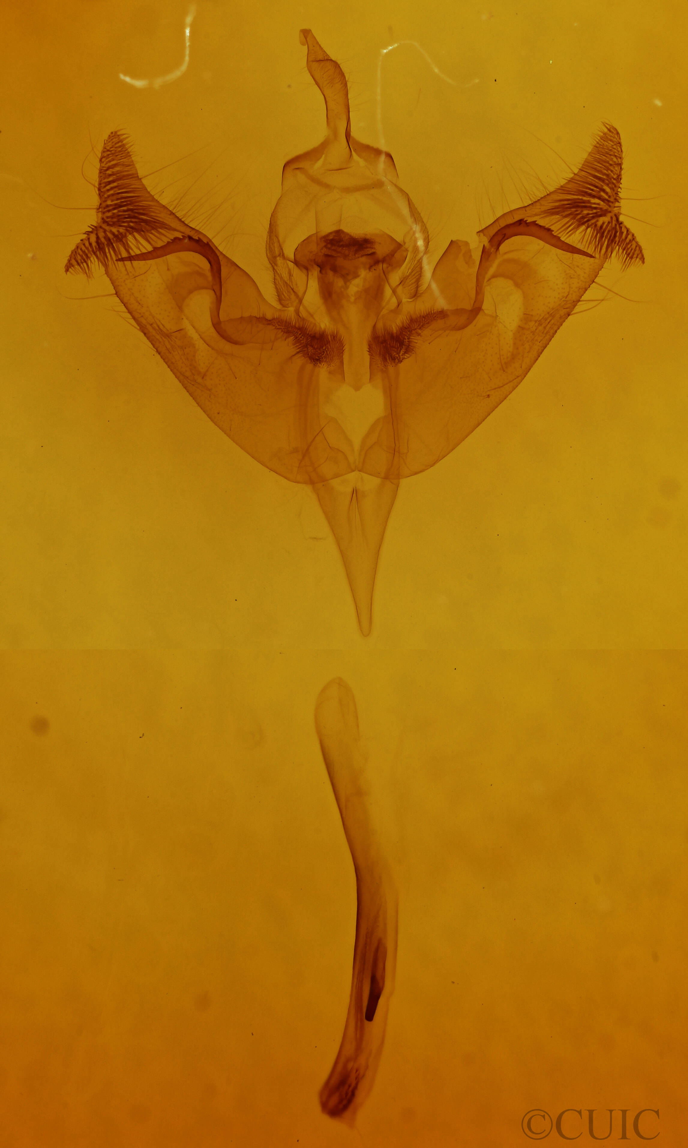 genitalia view of adult Papaipema rigida