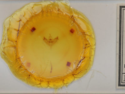 slide view of adult Papaipema rigida