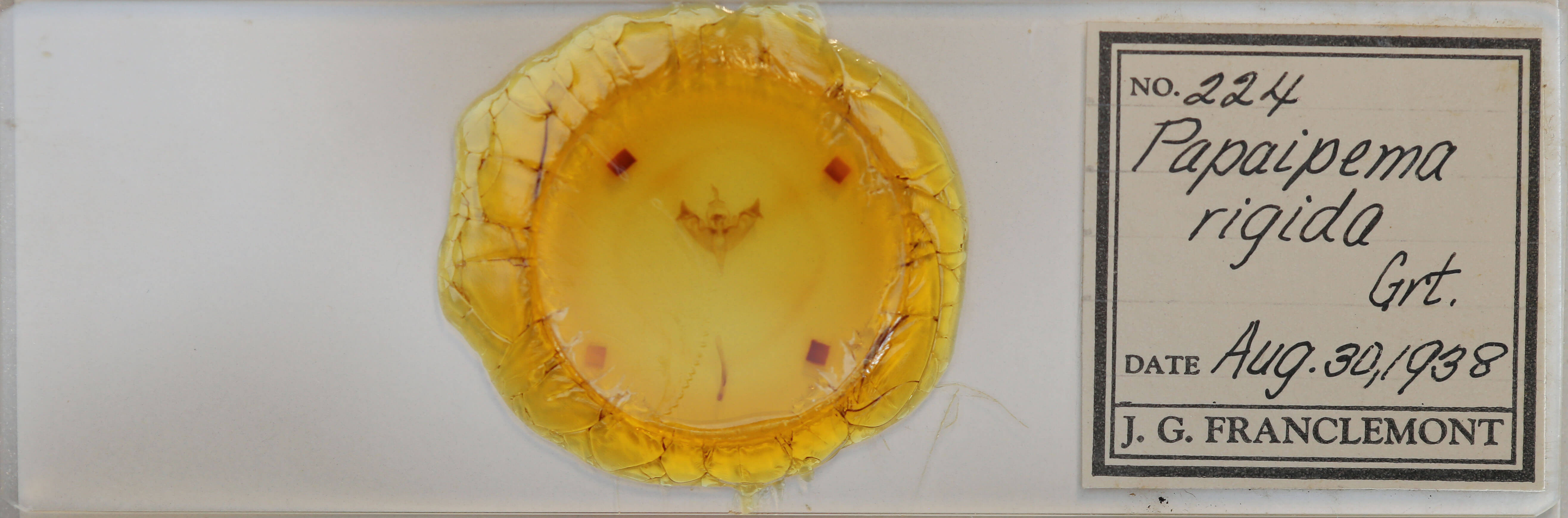 slide view of adult Papaipema rigida