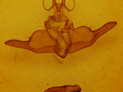 genitalia view of adult Dysschema marginata