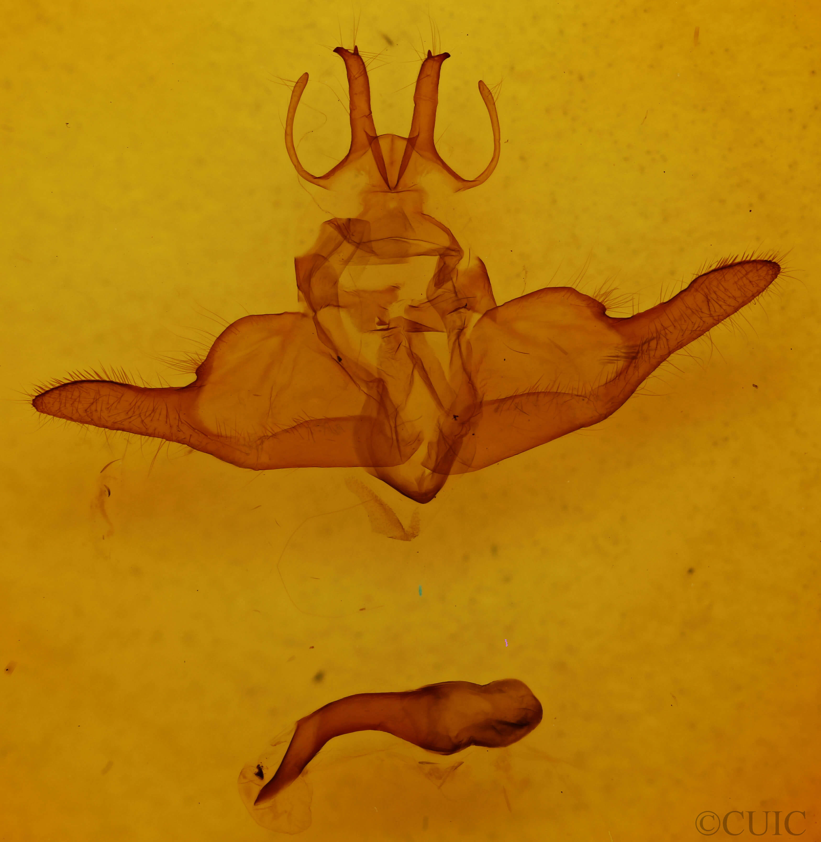 genitalia view of adult Dysschema marginata