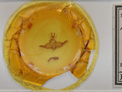 slide view of adult Dysschema marginata