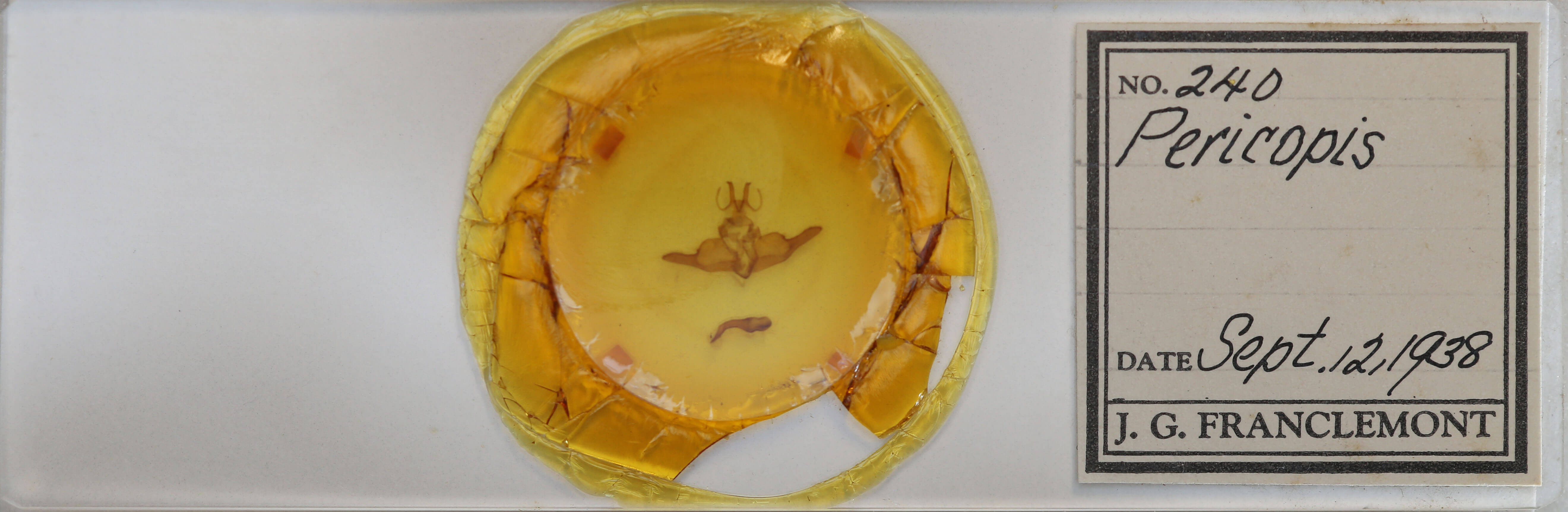 slide view of adult Dysschema marginata