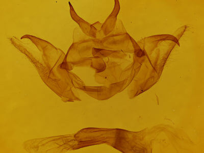 genitalia view of adult Dysschema marginata