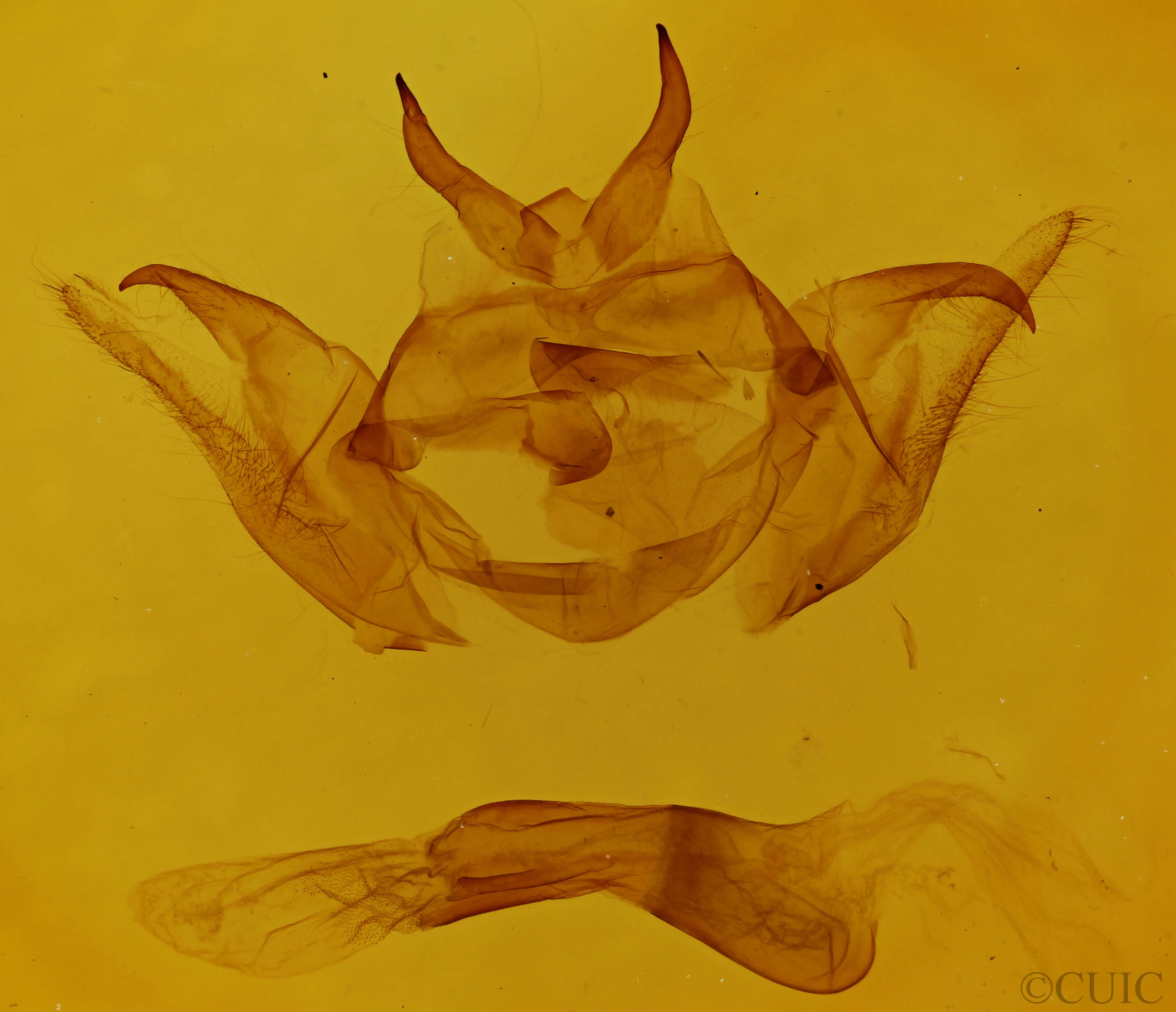 genitalia view of adult Dysschema marginata