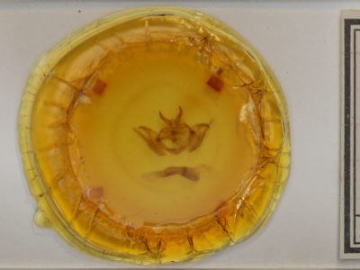 slide view of adult Dysschema marginata