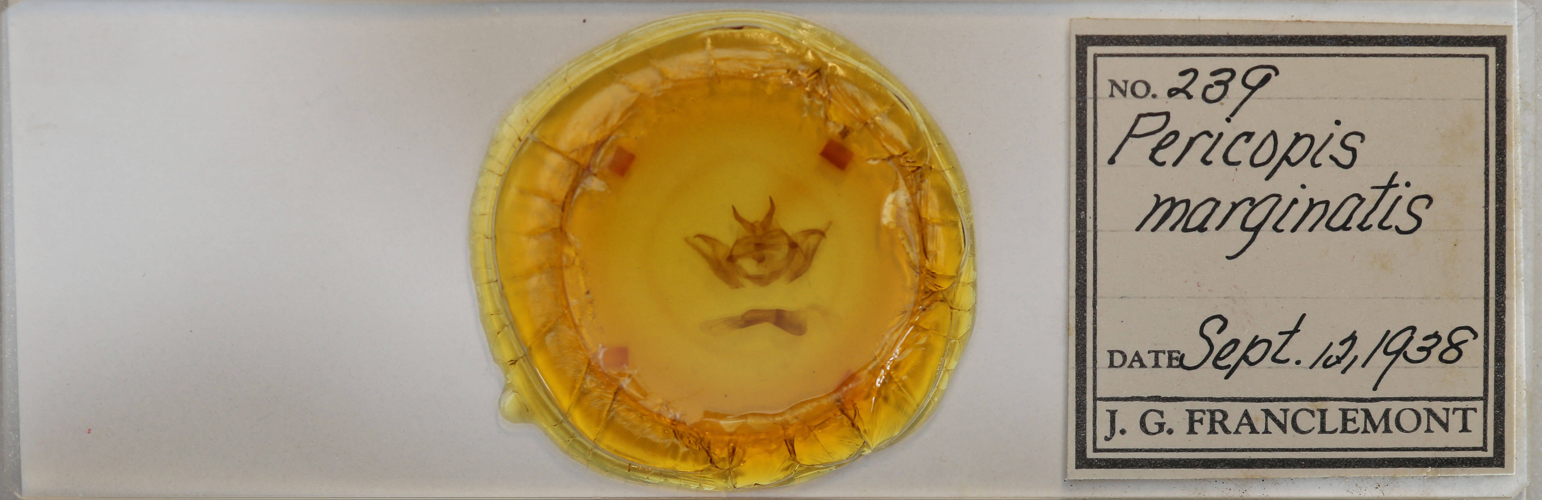 slide view of adult Dysschema marginata