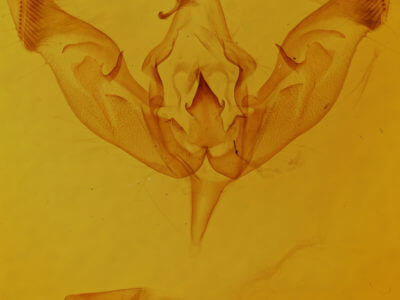 genitalia view of adult Peridroma saucia