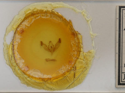 slide view of adult Peridroma saucia