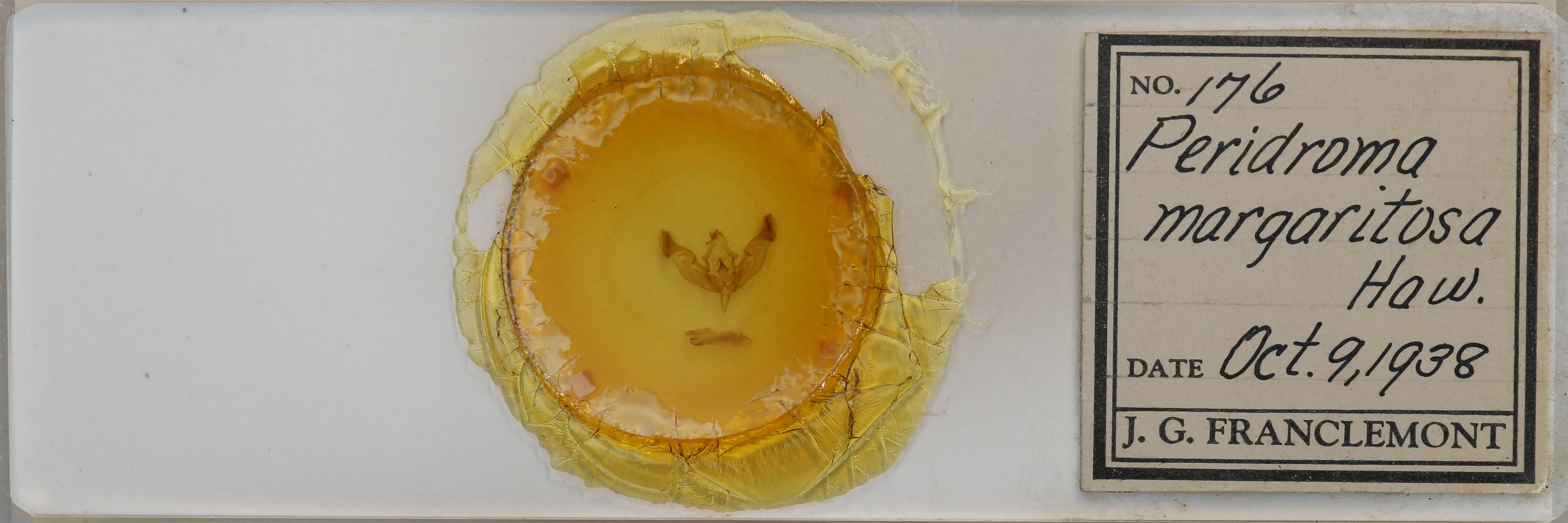 slide view of adult Peridroma saucia