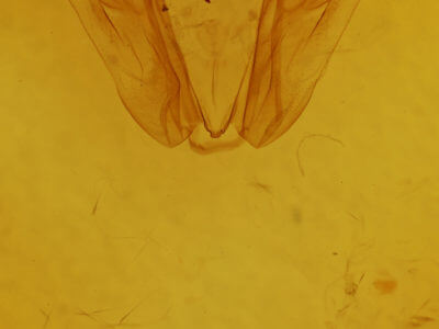 genitalia view of adult Pero ancetaria