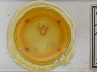 slide view of adult Pero ancetaria